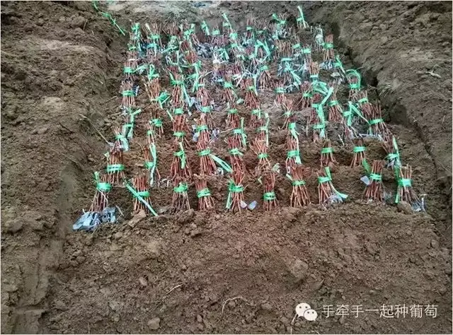 一起来学习葡萄苗木的选择标准与栽植注意事项