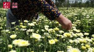 菊花大棚种植全程视频(视频丨金色菊花喜丰收 特色产业促发展)