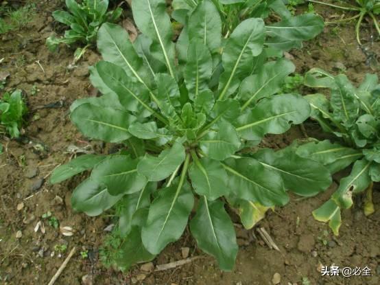 中草药植物种植前景好，你可知道这些中药材种植效益这么高？