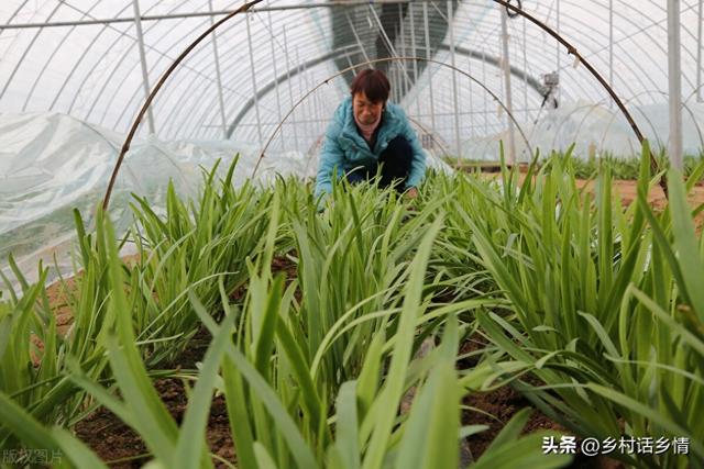 韭菜种植、移栽和管理技巧，这几个要点需掌握好，很多人不明白