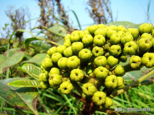 适合农村闲置土地的中草药种植项目，一亩可以收入14000块