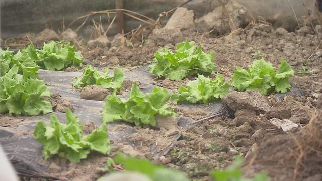 寒潮来袭，金山各种植合作社做好果蔬御寒保供