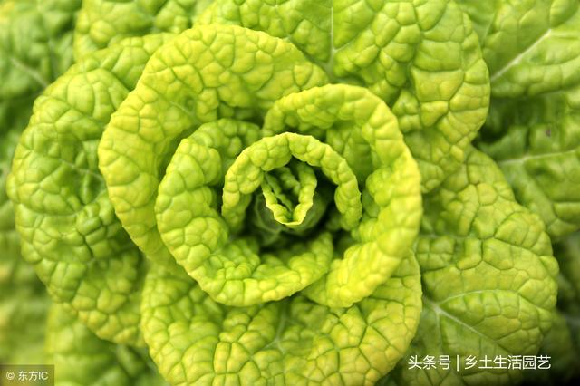 这种蔬菜越冷越好吃，最适合冬天种植，现在播种还不晚