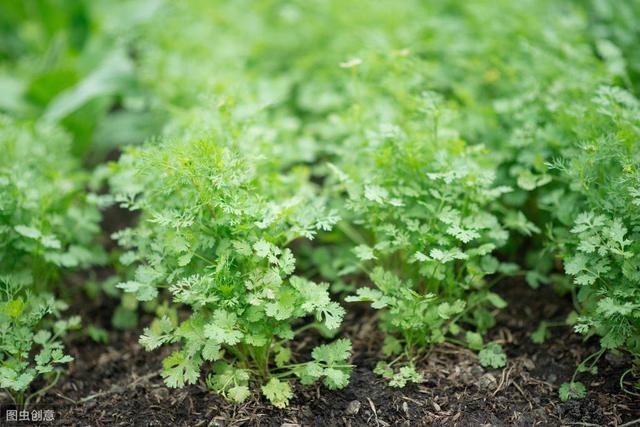 秋播香菜何时种植最佳？教你掌握正确播种时间，获得高产量