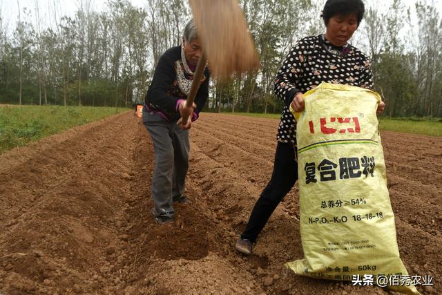 种苗不花钱，比种植红薯简单，曾是名贵中药材，何首乌不再神秘