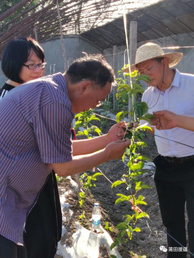 莆田农业援疆｜科特派与时间赛跑 百香果提早两个月结果