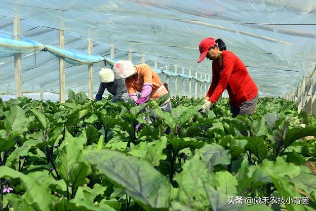 田间管理上注意这几点，想要种好茄子并不难