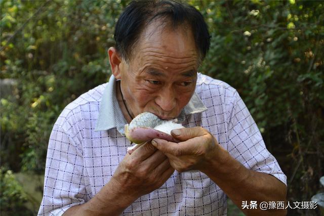 河南农民种植“北方白香蕉”，从野生到大田培育成功，耗时8年