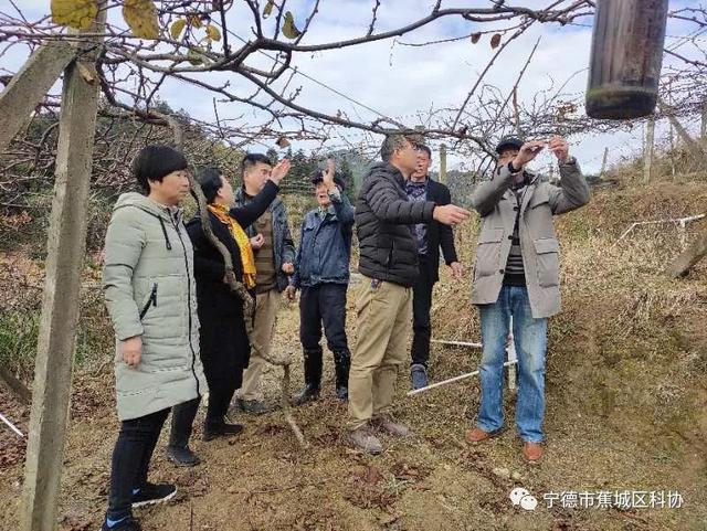 福建宁德蕉城区科协选派科技特派员深入乡村开展猕猴桃冬季果园管理技术指导