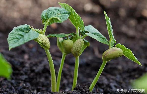 想要在院子里种菜，做好这11点就能四季吃到有机蔬菜