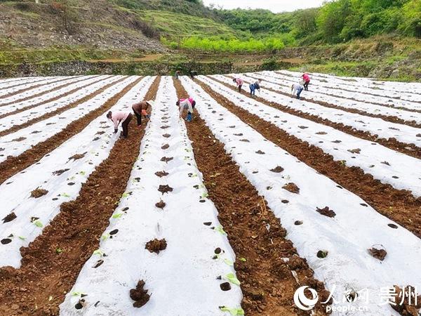 黔西县钟山镇：万亩烤烟种植忙