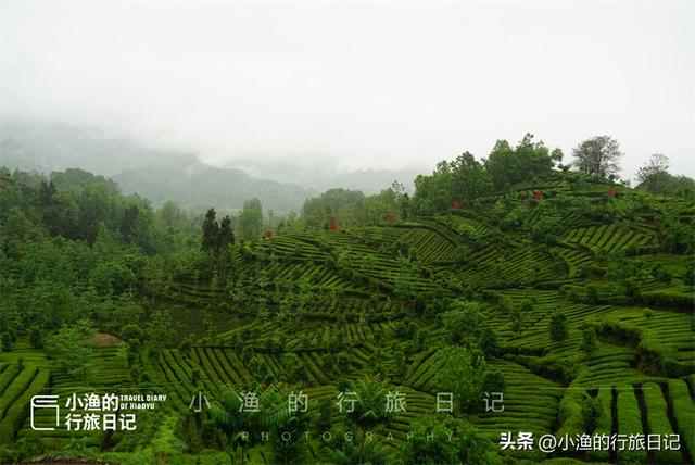 西安自驾3H，这座川陕交界的“小江南”，拥有中国最美的茶园！