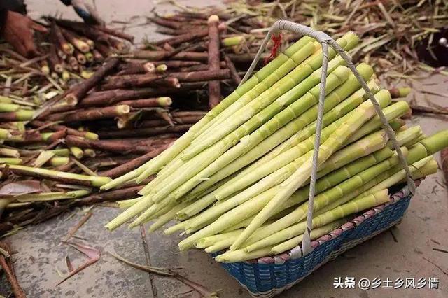 农村这种植物，嫩茎是美味蔬菜 种上后每年都能吃，可以采摘几十年