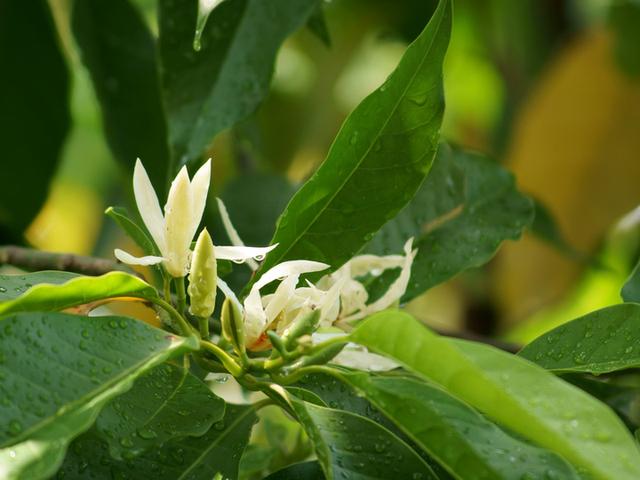 这样养护的“白玉兰”，枝繁叶茂，花色洁白，花香怡人