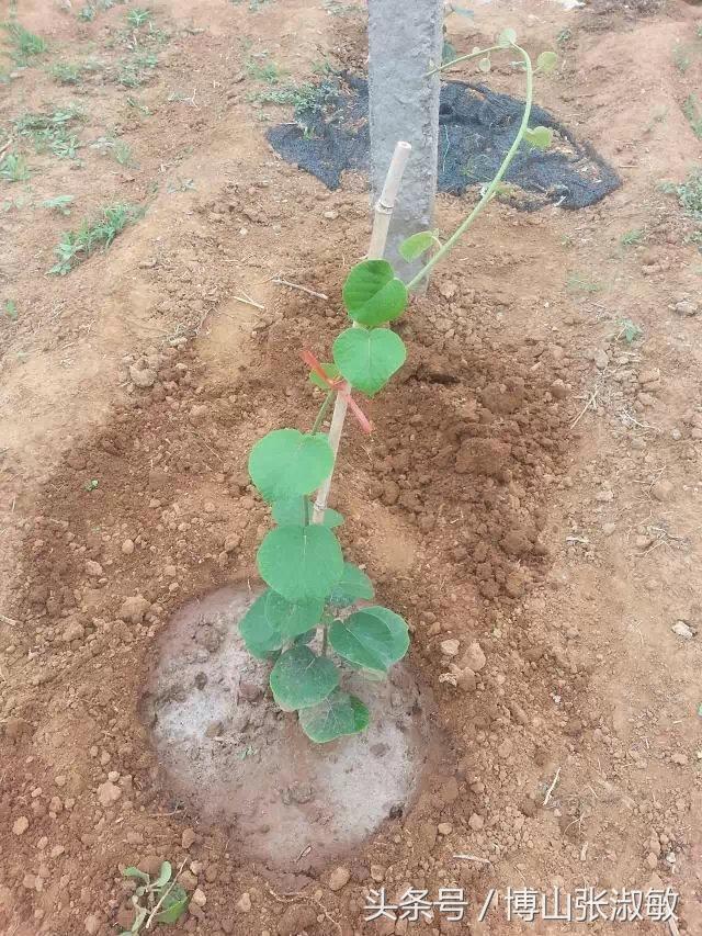 在山东，种植猕猴桃利润到底能有多少，投资回报率又是多少