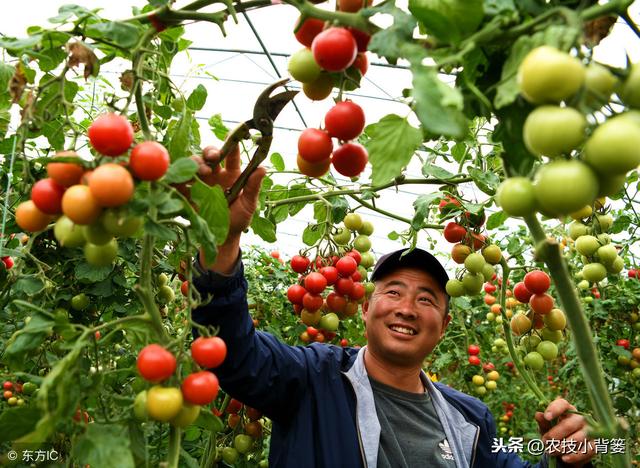 无籽水果真是转基因或抹避孕药种出来的吗？看完这篇文章全明白！