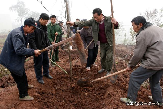 管用：果树栽不活？成活率低？这7点技术，你不要告诉别人