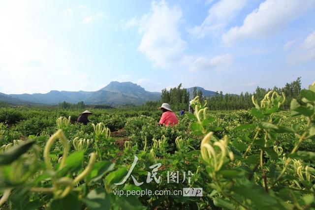 山东平邑：金银花种植助民增收