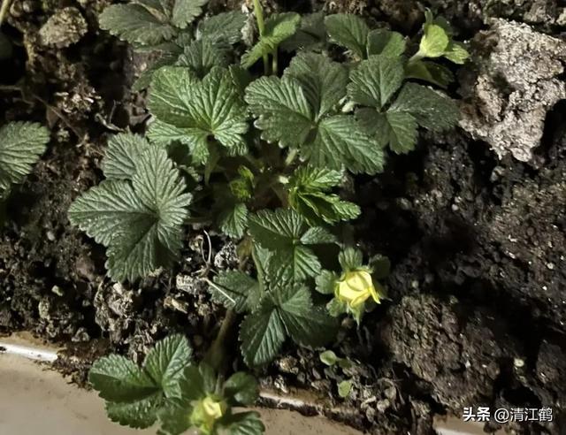 盆栽龙吐珠3种“毁颜”病害，巧妙矫正，红珠吐完一颗又一颗