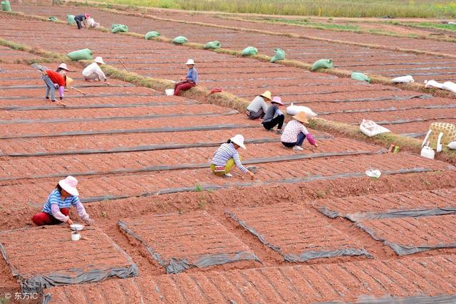 谁说今年大棚蔬菜价格低？种植这种蔬菜月入2万，快来学习技术吧