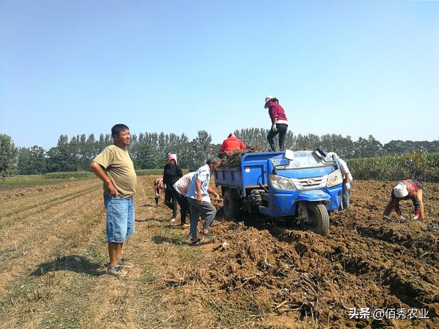 农民种植热门中药材，行情一跌再跌，药材商报价太伤人