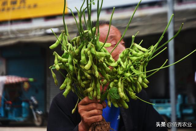 春季也能种植大豆？不成熟即可收获，是夏日餐桌上的美味