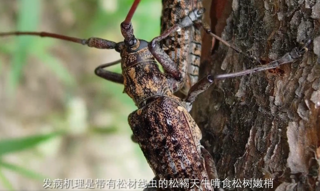 已在中国遍地开花的入侵物种，海关也要日日严查