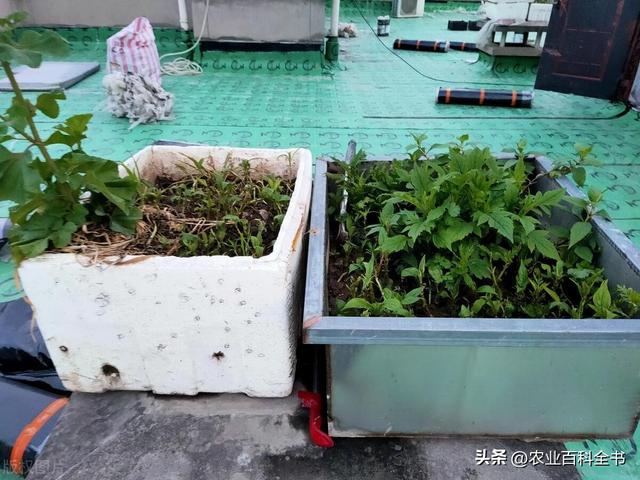 创新城市农业：楼顶种植水稻和蔬菜是否值得一试？