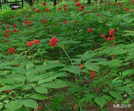 中草药植物种植前景好，你可知道这些中药材种植效益这么高？