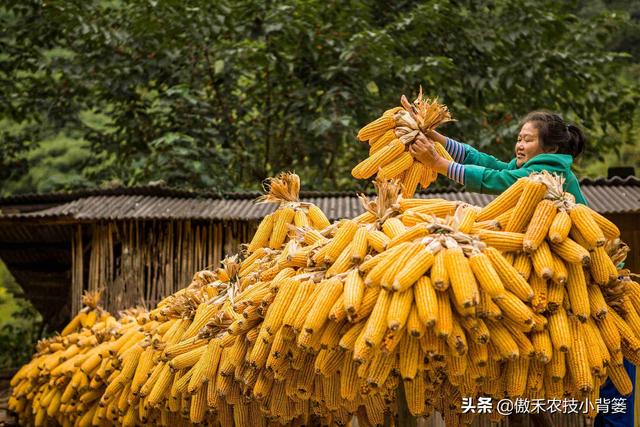 玉米怎样种植管理产量高？重点抓好这3个生长阶段的管理