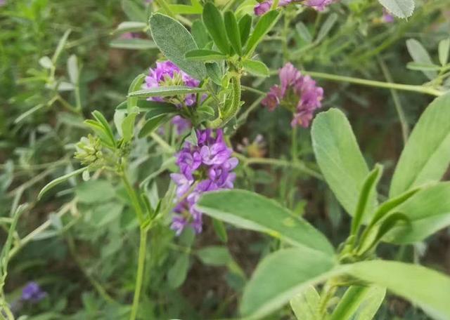 果园种植绿肥很重要，没有条件没关系，沤点花生麸淋一淋也很好