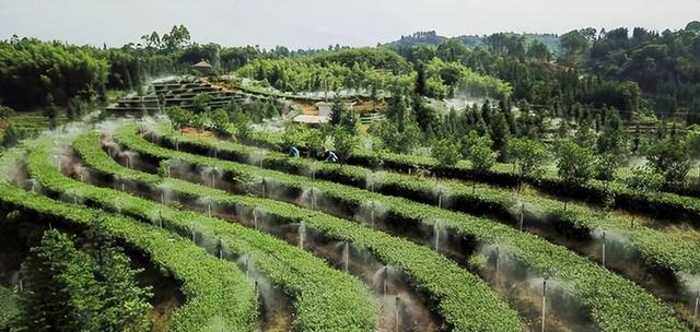 茶树种植水肥一体化方案