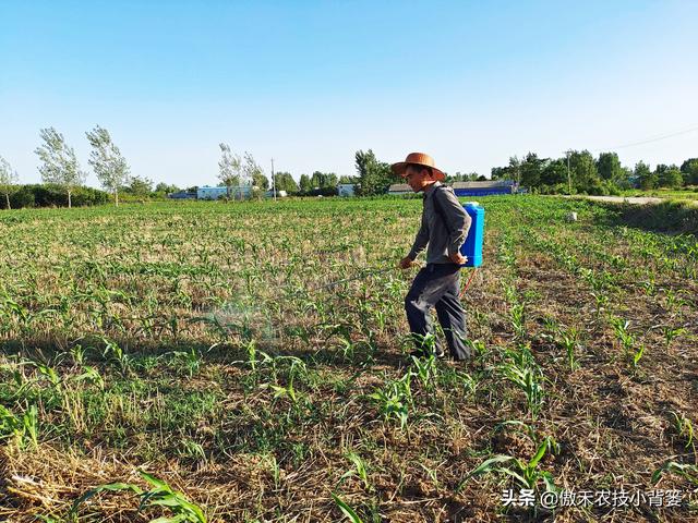 玉米怎样种植管理才能更高产？建议农民重点抓好这4点