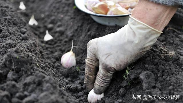 不分瓣的单瓣独头蒜是怎样种出来的？掌握住这8个种植技巧