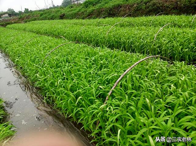 空心菜长得快的方法，做到这几点。掌握了种植方法割完一茬又一茬