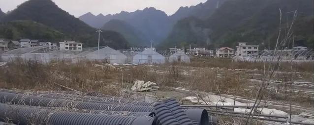 200万蔬菜基地1万甩卖都没人要，种植大户狂喊救命