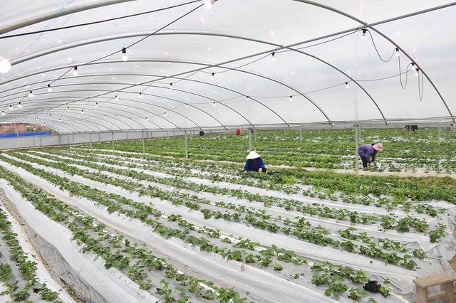 草莓10月份管理：把握关键时期，实现高产优质！