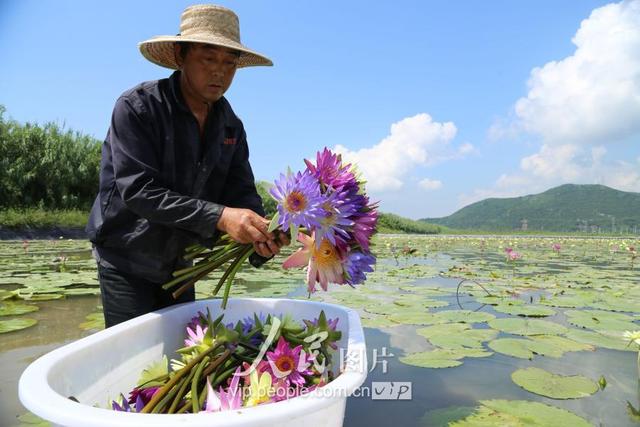 浙江宁波：百亩香水莲 “六产”试验田