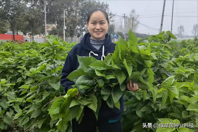 桑树也能做饲料？种植一次连续收割20年，50克种子能育8000苗