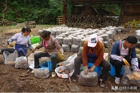 农村创业干点啥？试试这7种中药材，金银花和蒲公英或许最赚钱