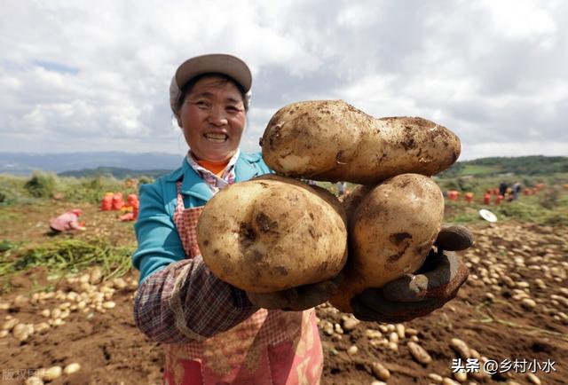 种植马铃薯和红薯，严格做好“3点”，薯块个大、产量高