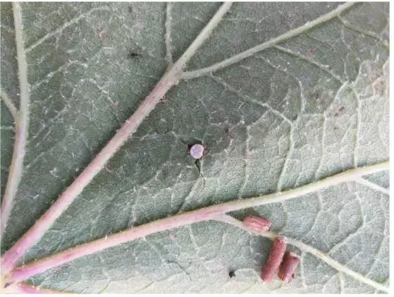 一起来学习葡萄苗木的选择标准与栽植注意事项