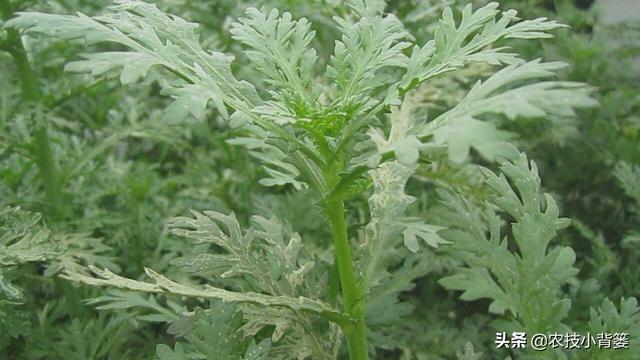 春季茼蒿春季种植做到这5点，出苗早、生长快、一茬一茬割不完