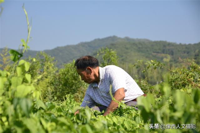 河南农民种植“北方白香蕉”，从野生到大田培育成功，耗时8年