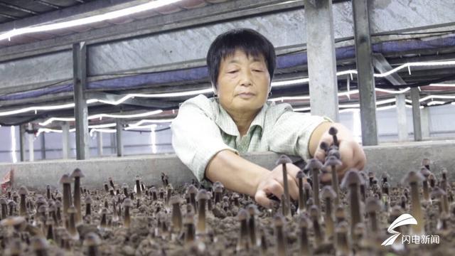 “黑黄金”丰收季！武城：首批黑皮鸡枞菌上市 亩效益超40万元