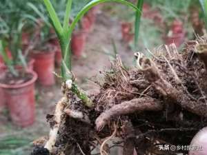 兰花种子怎么种植方法(种植兰花须知，老芦头捂出壮苗有讲究，这3个要点是成功的关键)