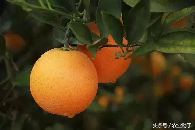 褚橙原来这个橙子品种，这个神奇橙子怎么种植呢？