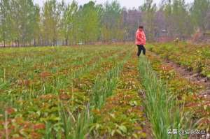 知母种植技术和效益(芍药田套种知母，农村人掌握这个技术，种植效益翻一倍)