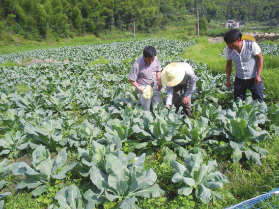 花椰菜长势好，全靠施肥，详细的施肥量和施肥比例