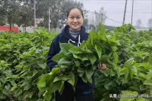 饲料桑种植(桑树也能做饲料？种植一次连续收割20年，50克种子能育8000苗)